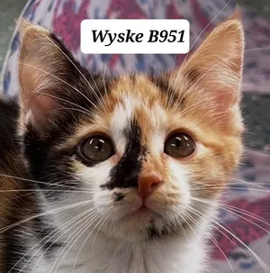 Wyske
