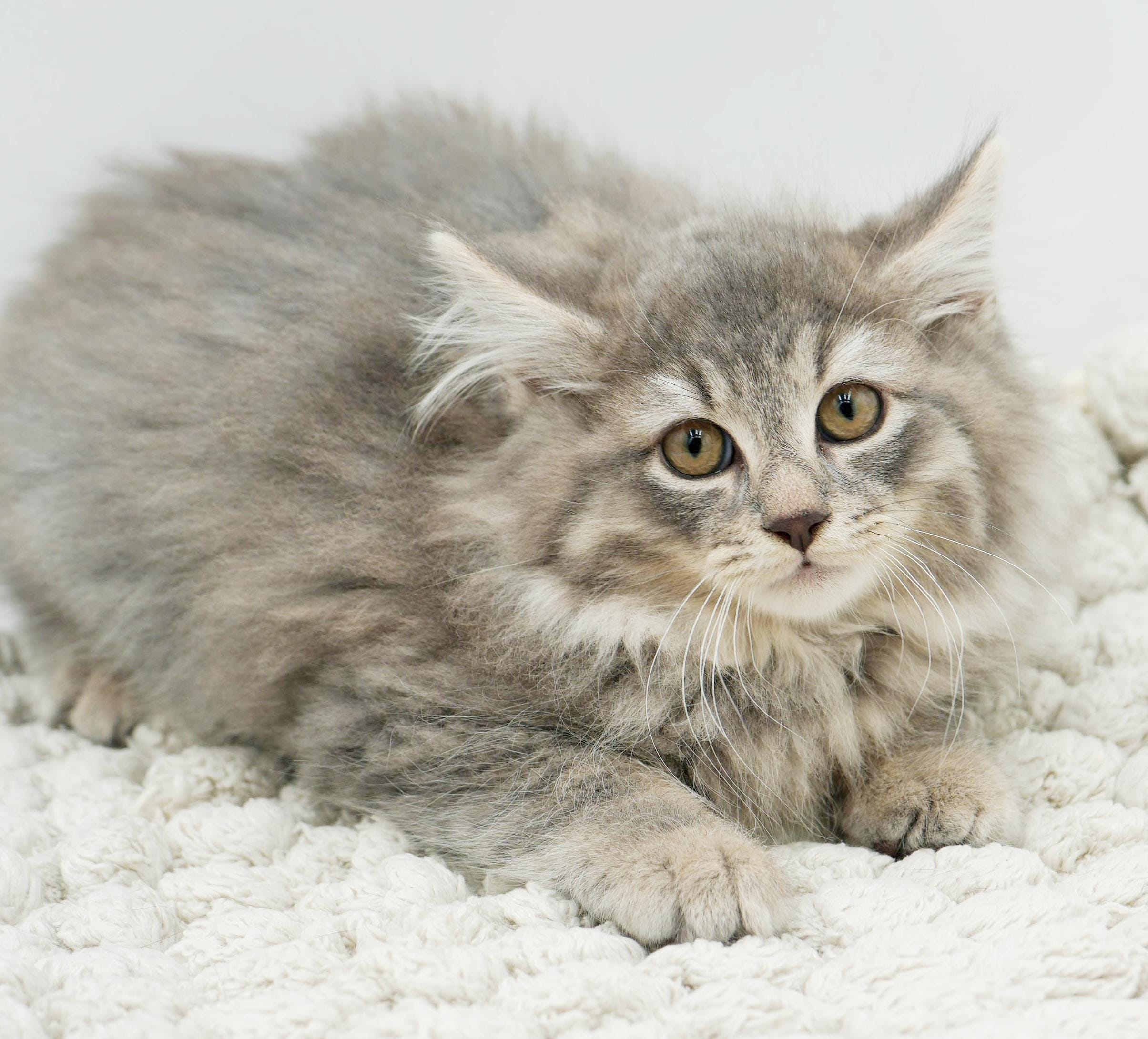 Adopt Buddy the Elf is oh so beautiful! VIDEO!! READ FULL BIO BEFORE ...