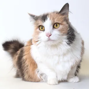 Sundae