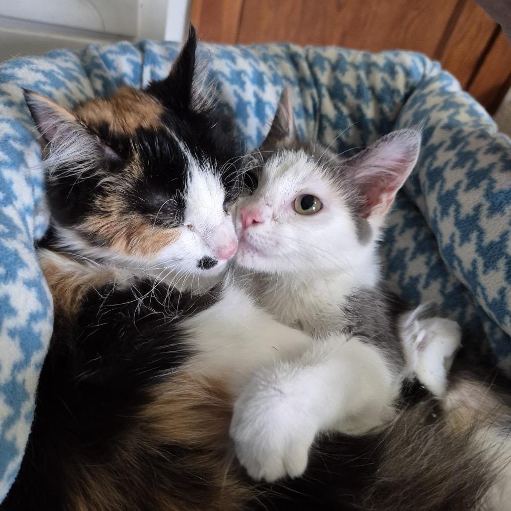 Strawberry (Cerebellar Hypoplasia)