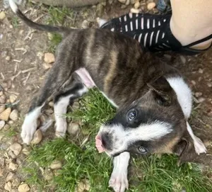 Archie