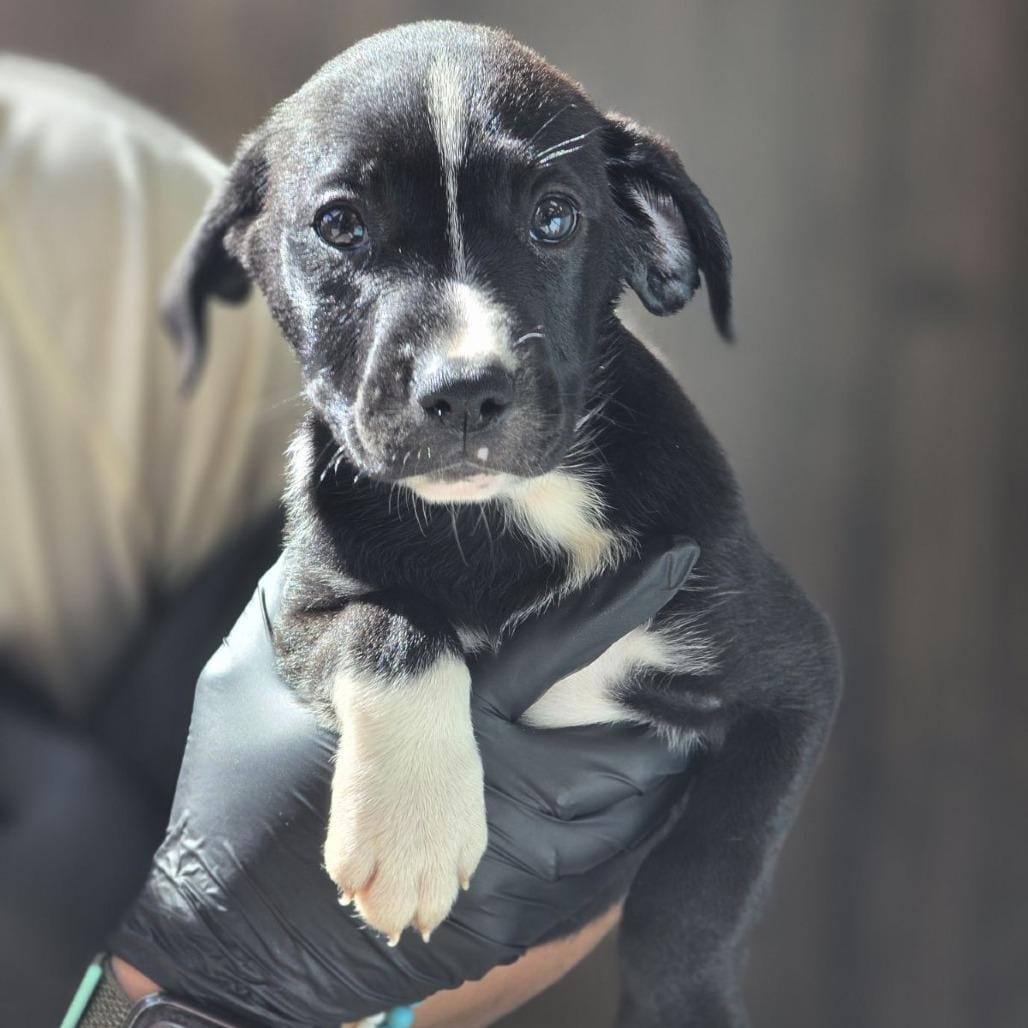 humane-society-near-me-find-paw-pal