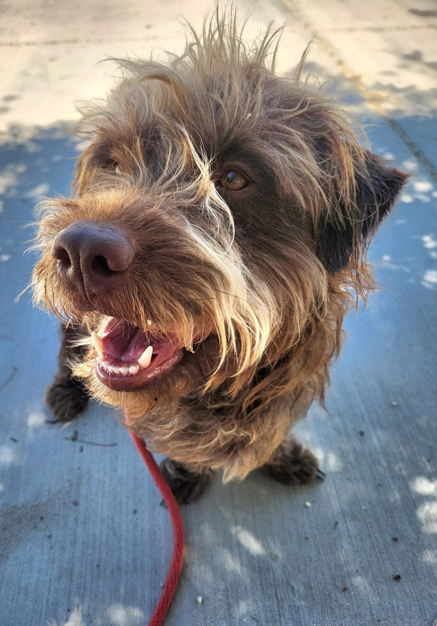 Scruffy Bear