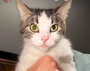 Noodle - Mama Noodle litter