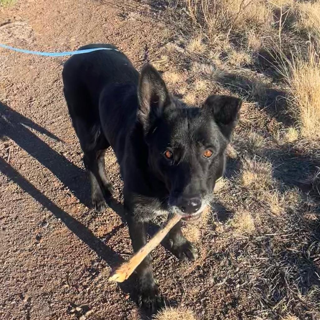 Adopt Ares - Very Intelligent! Today - Find Paw Pal