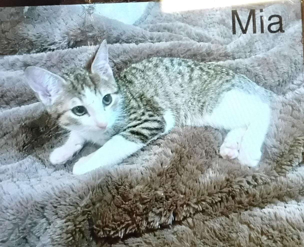MIA