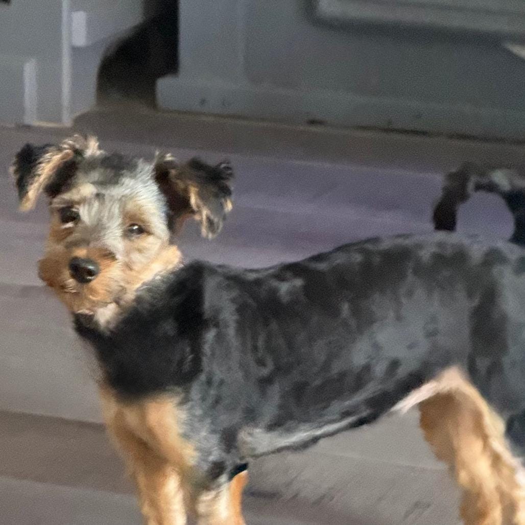 Bonnie