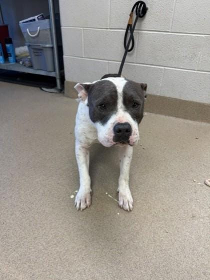 12300 Veronica Stray 3
