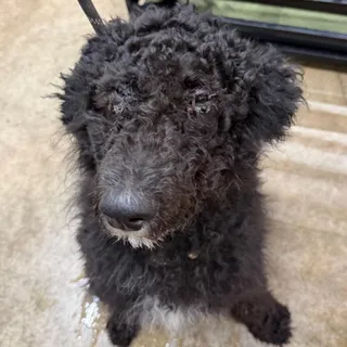 Kylo