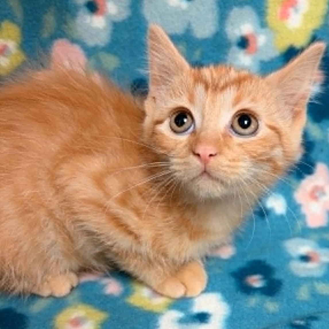 Little Neil