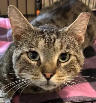 AXEL