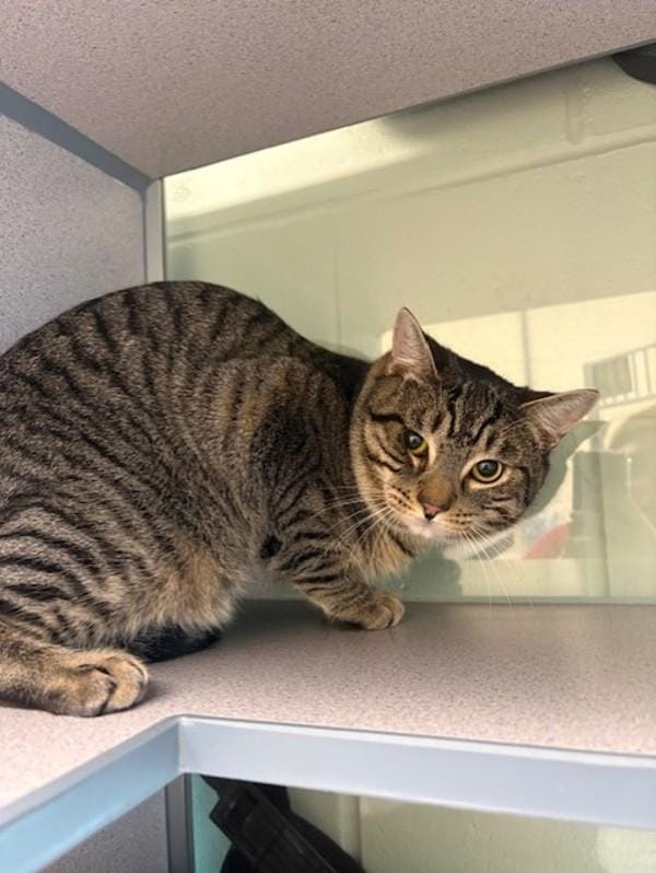 Leo- Companion To Cheeto