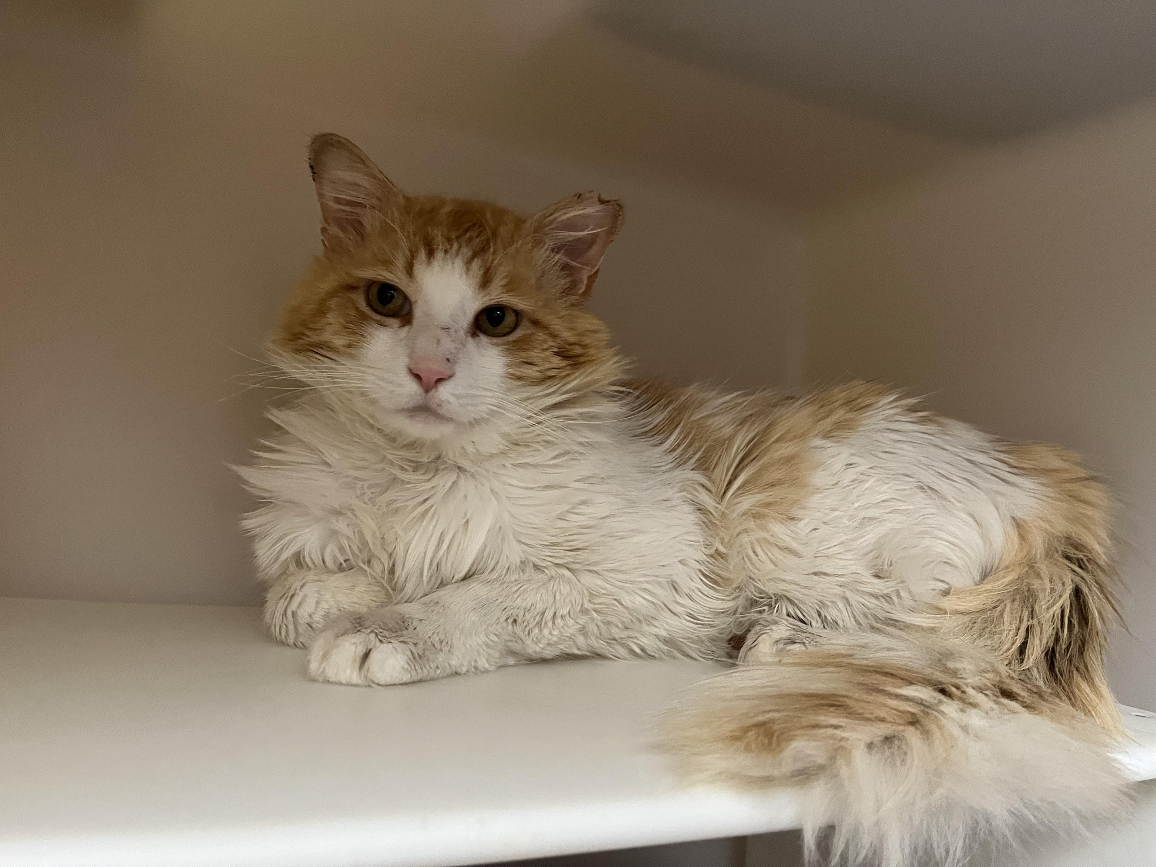 Mr. Fuzz Pants 