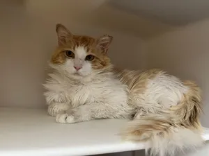 Mr. Fuzz Pants 