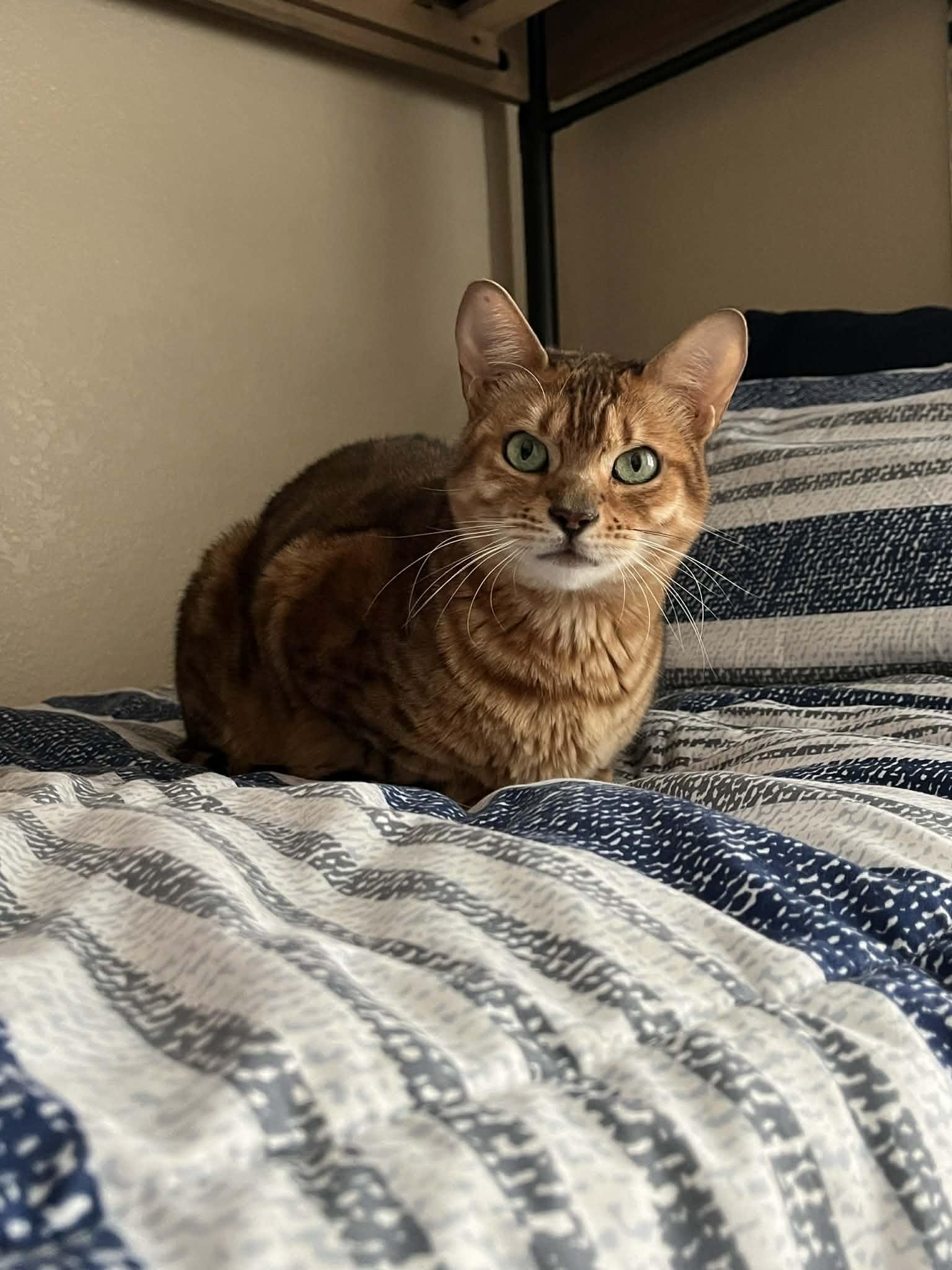 Skye (bonded to Brownie-must be adopted together)