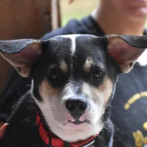 Maubi