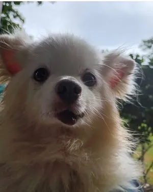 Mr. Possum