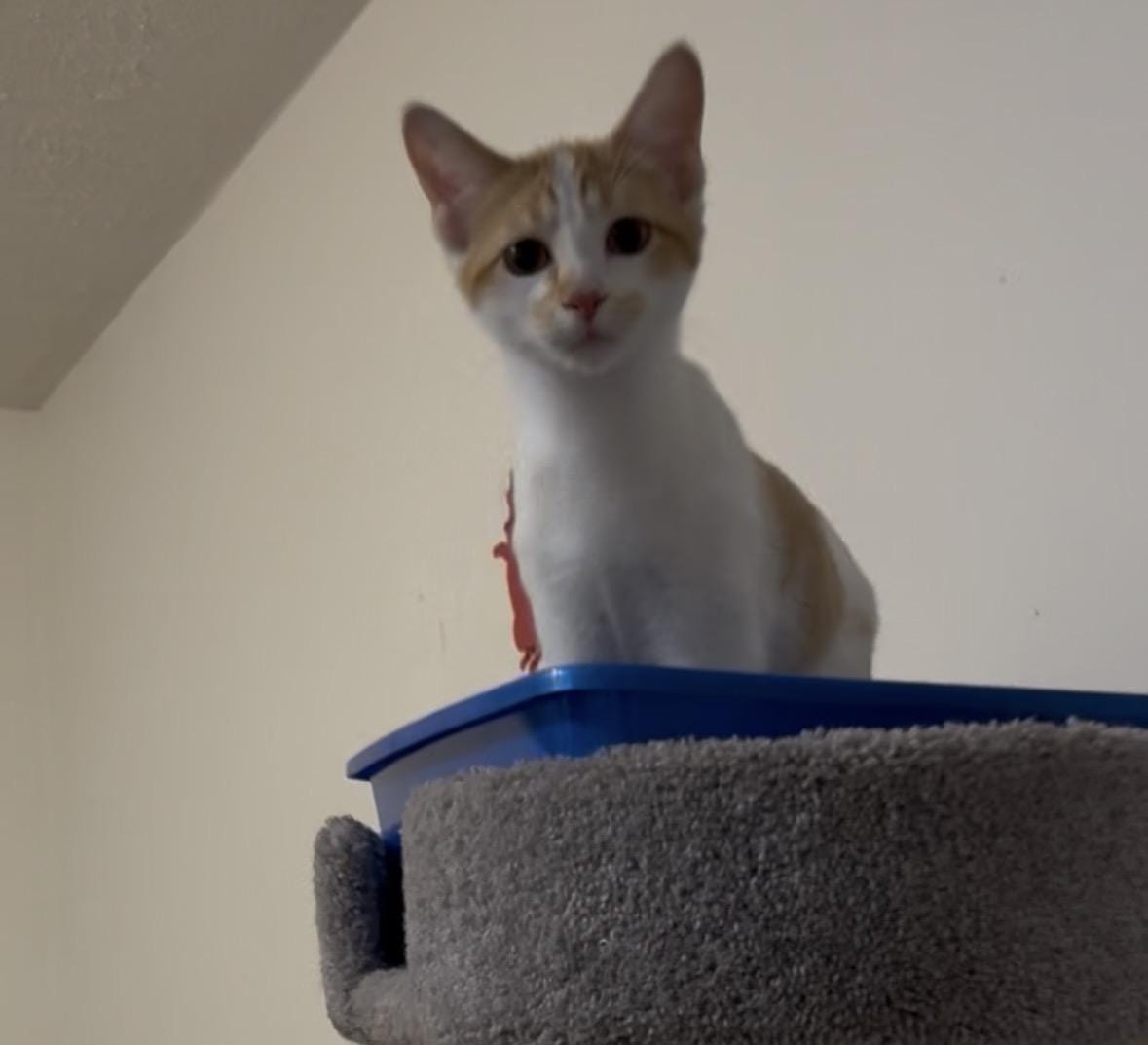 Clementine