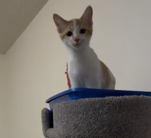 Clementine