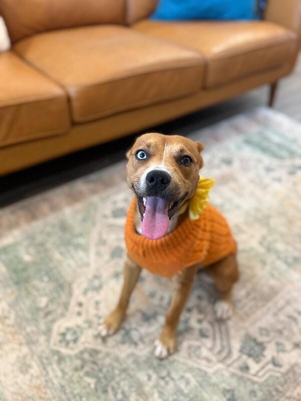 Dottie Sue your Personal Ray of Sunshine