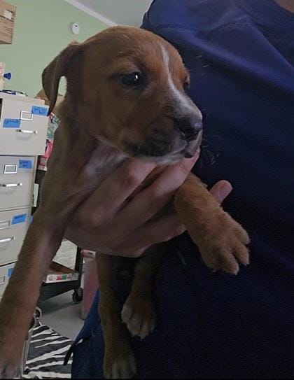 Puppy 2