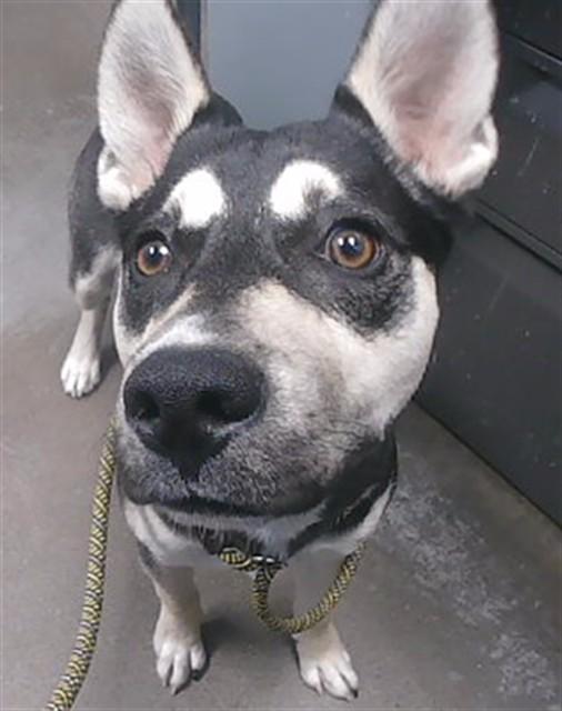 Adopt JOHNNY Today - Find Paw Pal