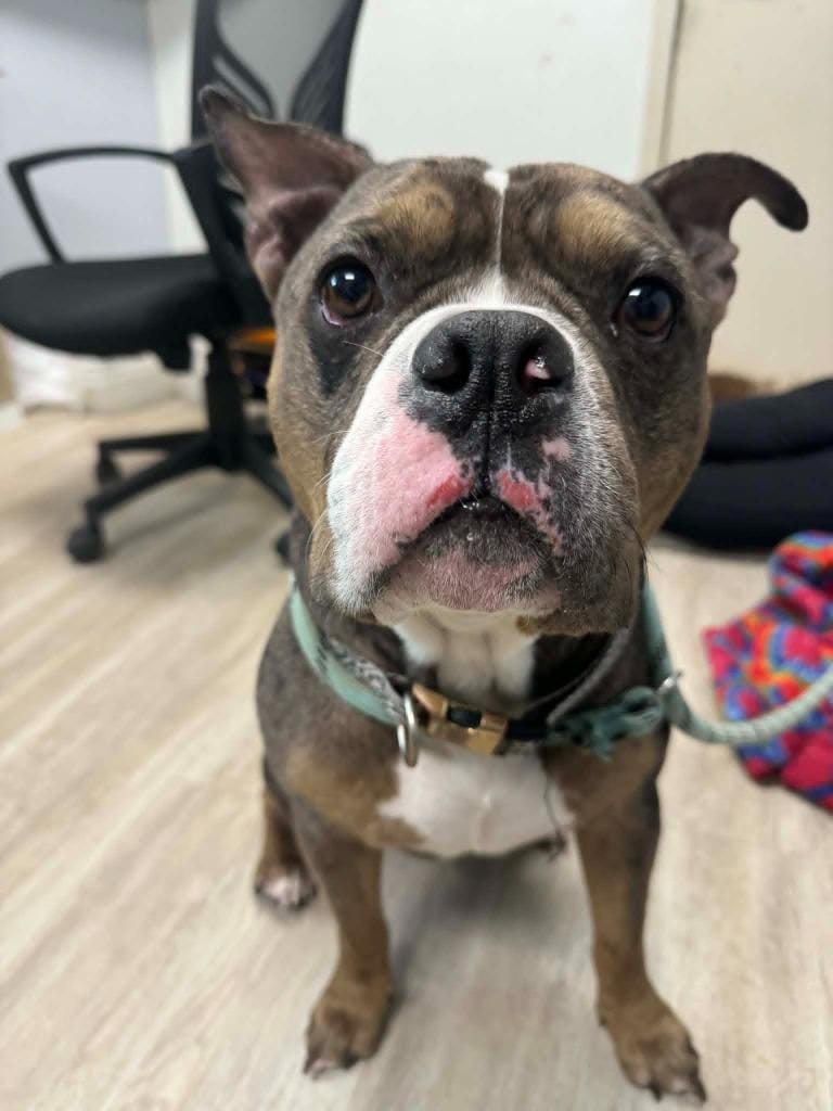 Bruiser