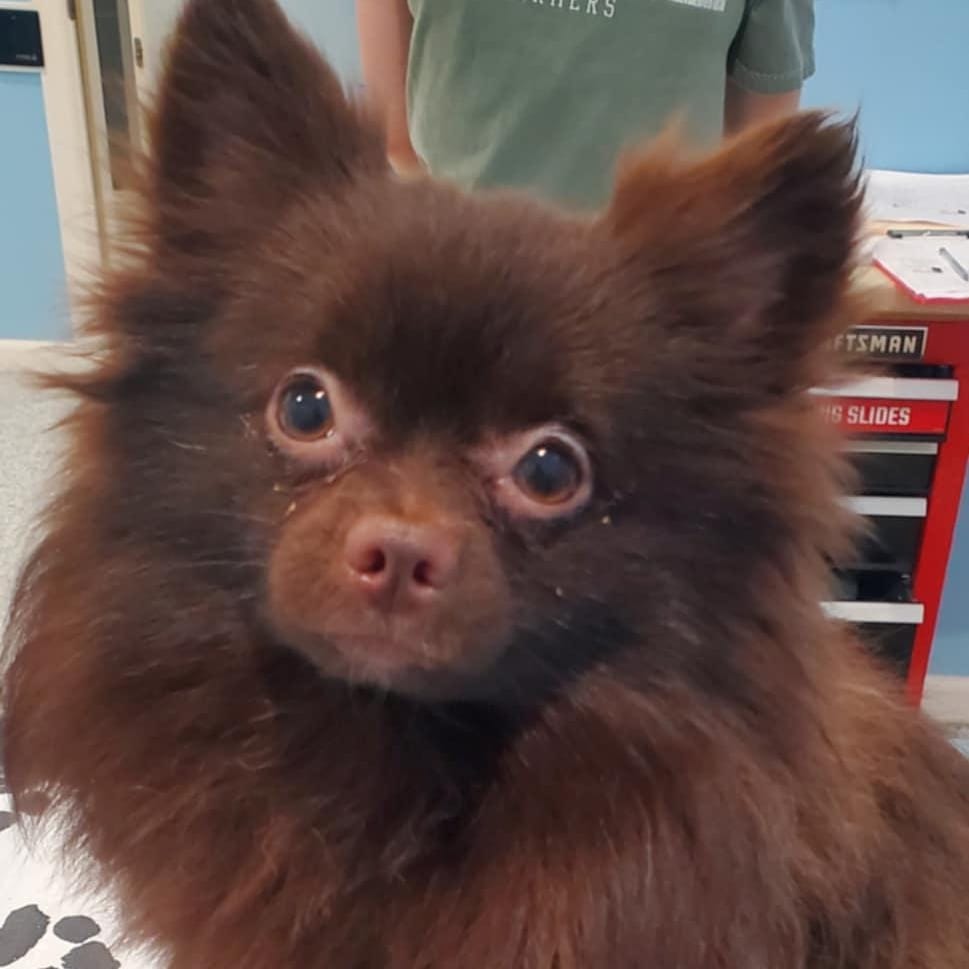 Annie - Coming soon!