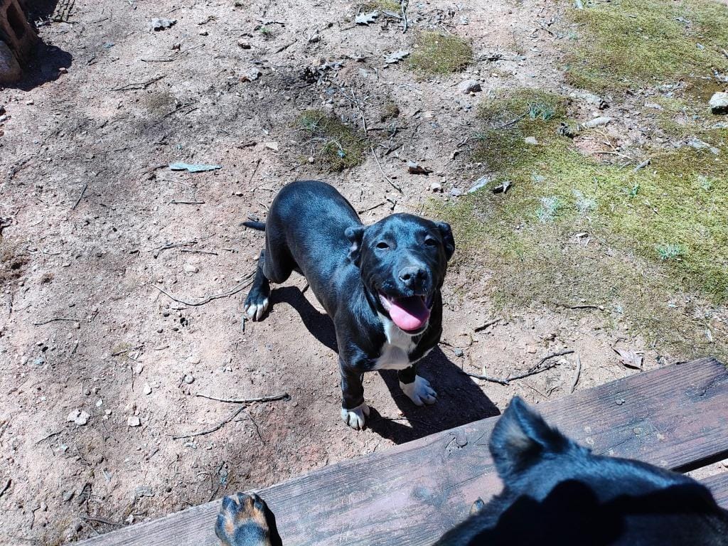 Male Pitweiler (Courtesy Post)