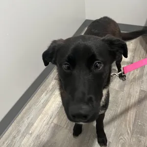 Gemma