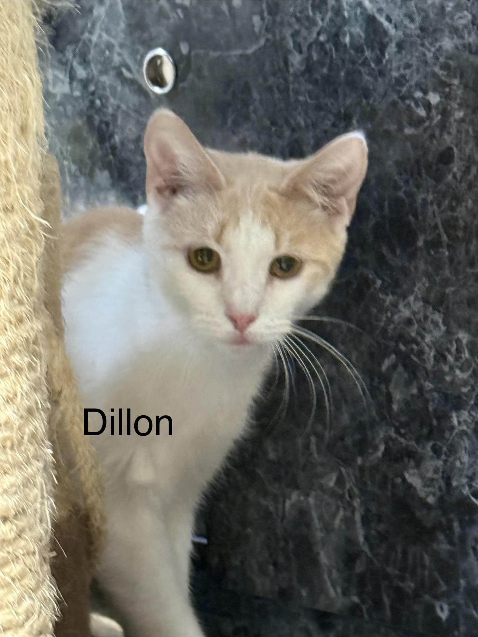 Dillon