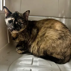 Frida Baby (Barn Cat)