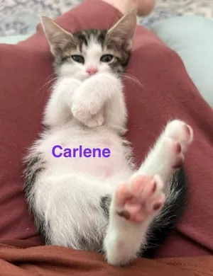 Carlene