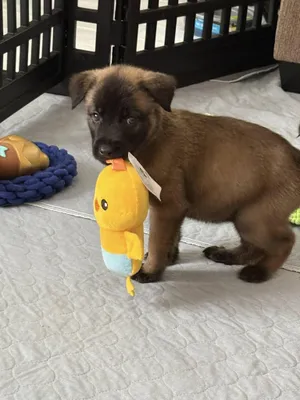 Nova