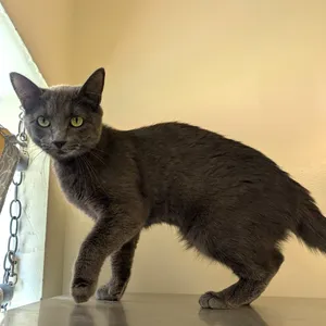 Penelope