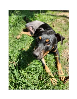 Spade
