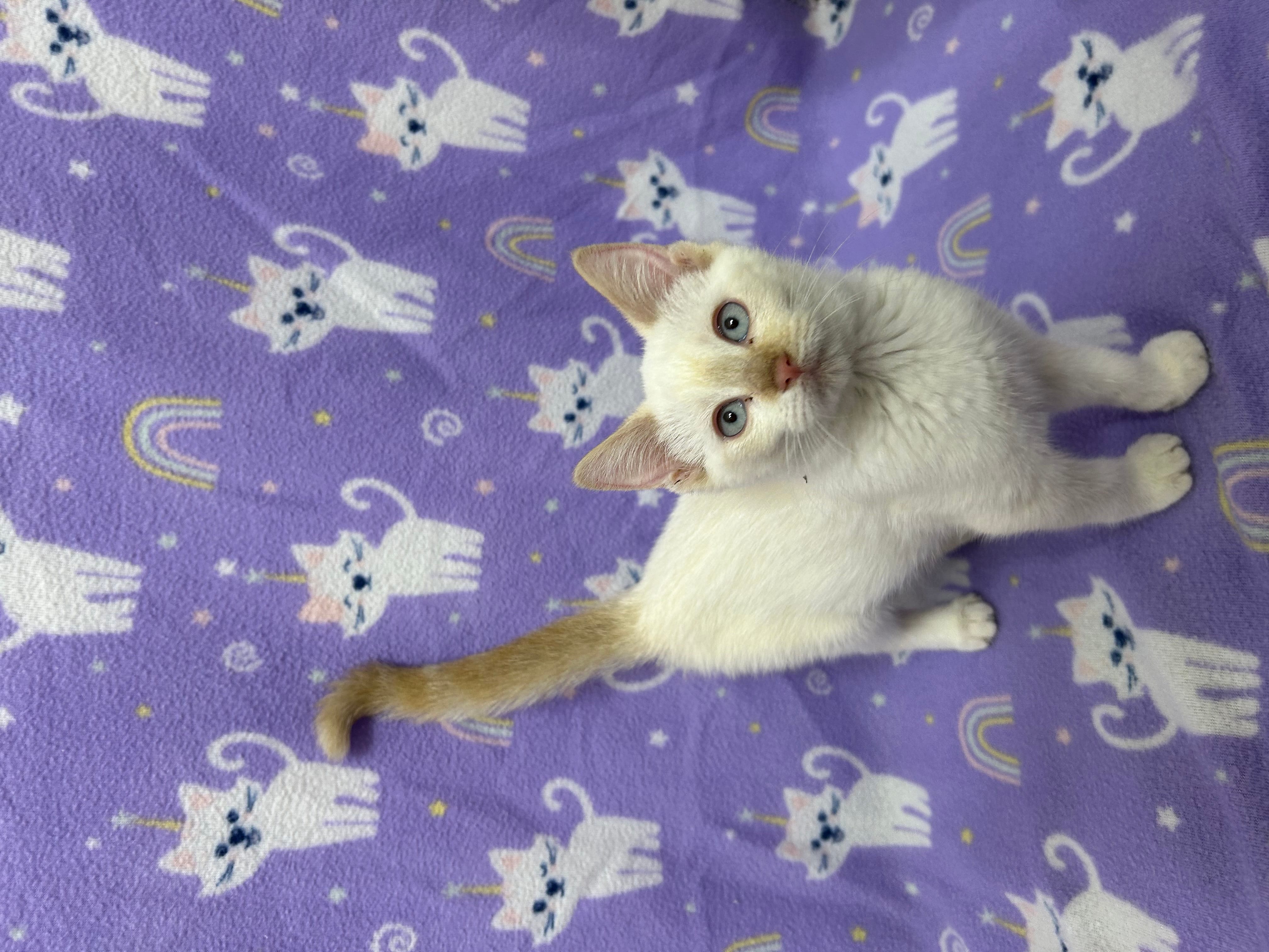 Izzy