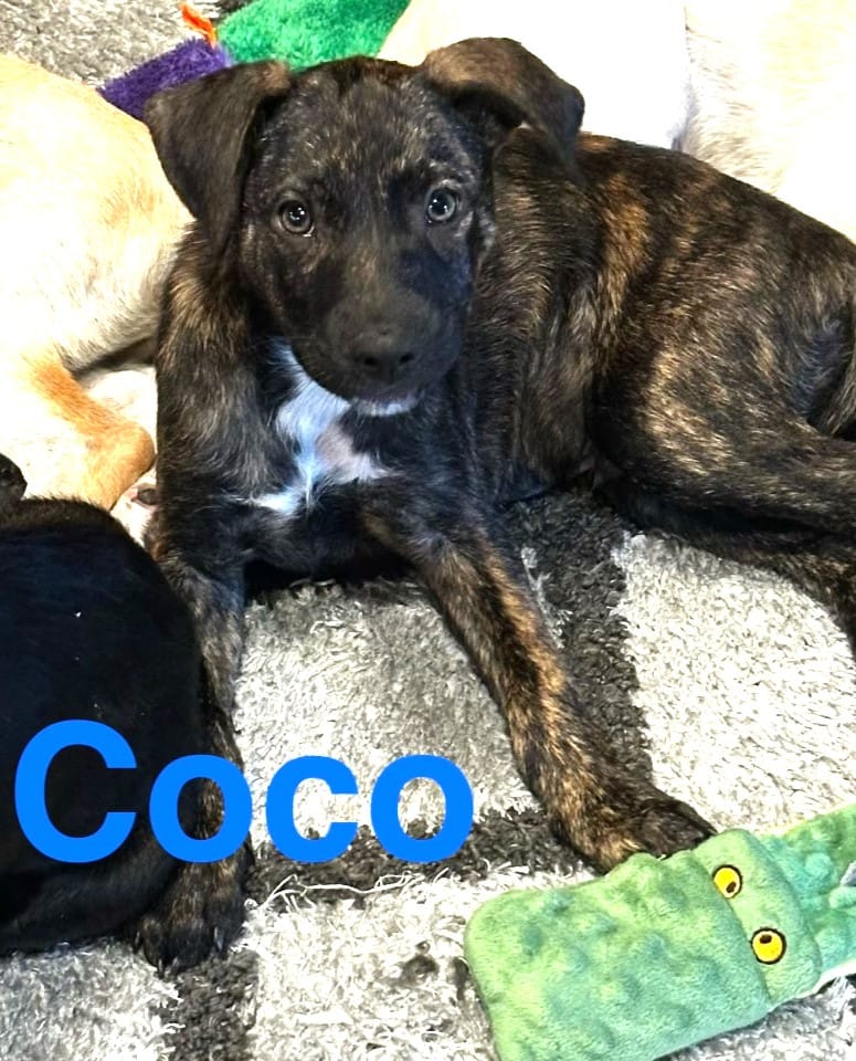 Coco