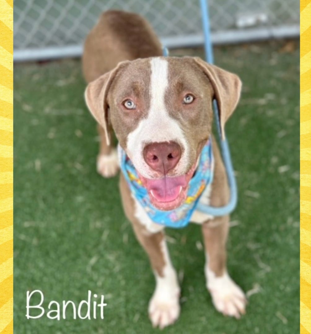 BANDIT