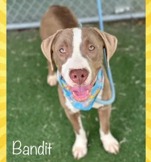 BANDIT