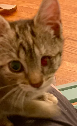 Penny