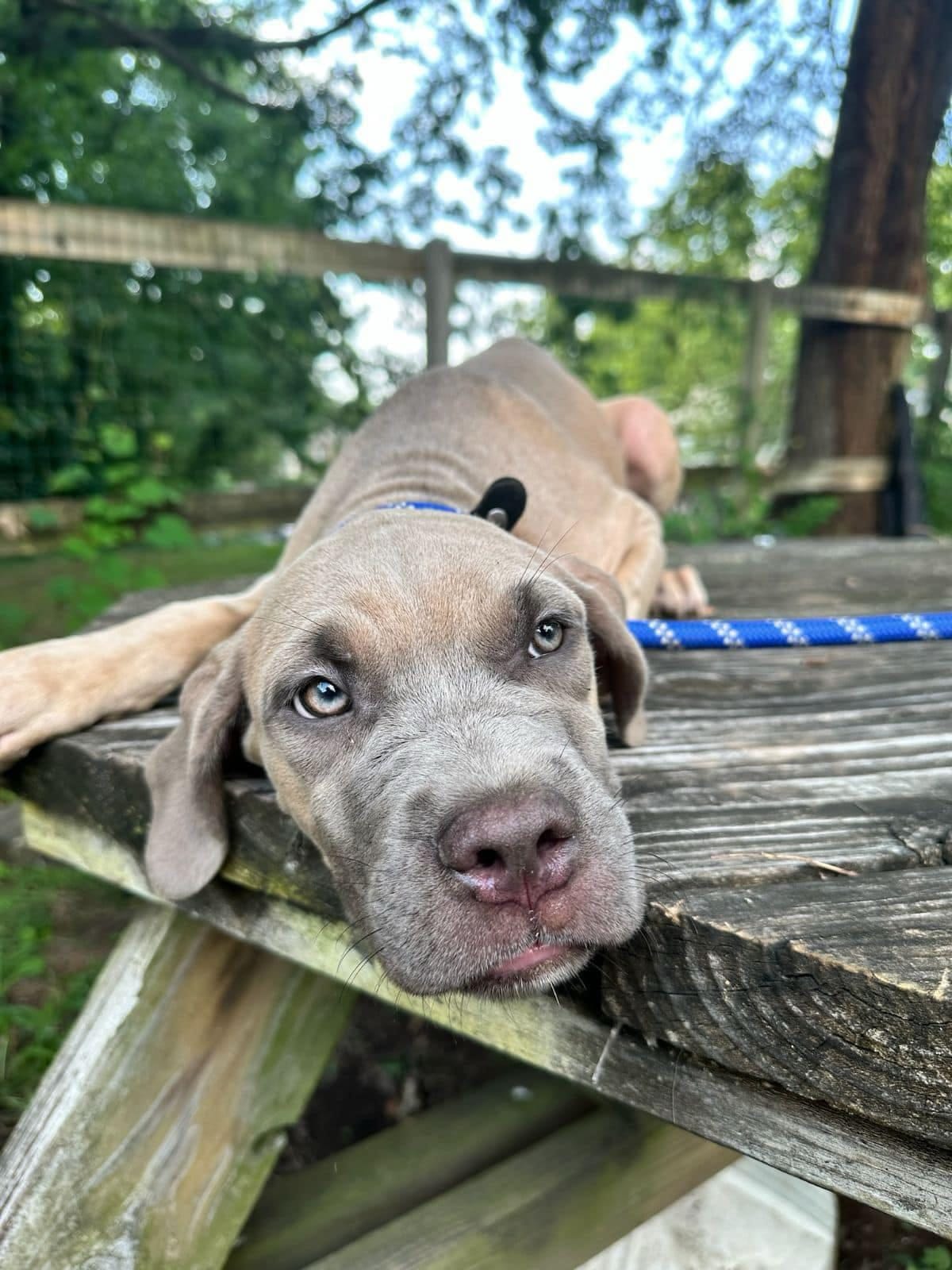 Kona