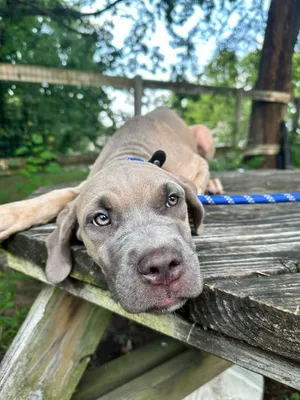 Kona