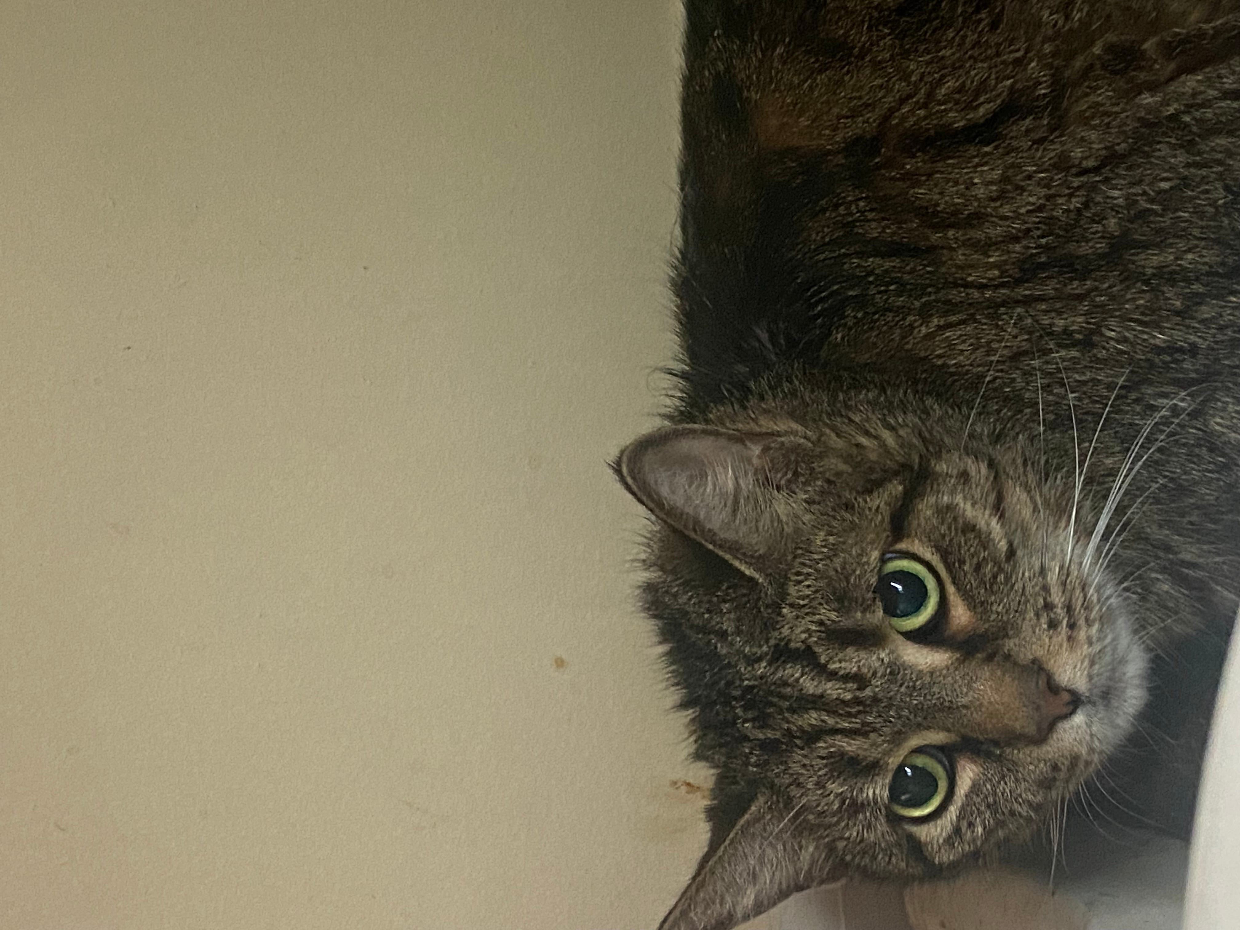 Kitty