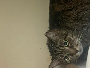Kitty