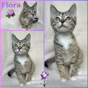 Flora