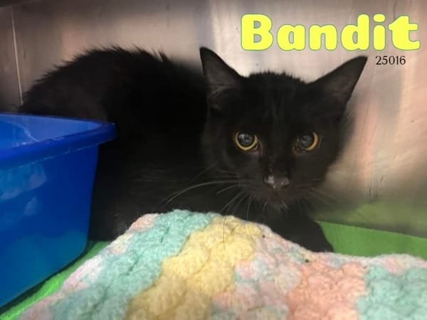 Bandit