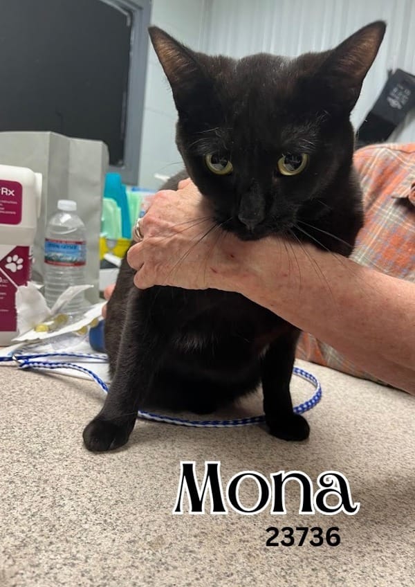 Mona