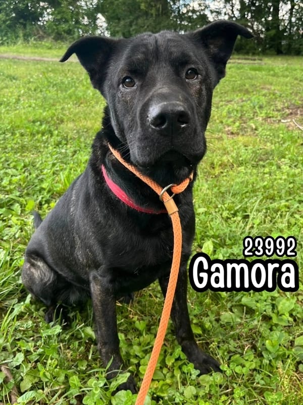 Gamora
