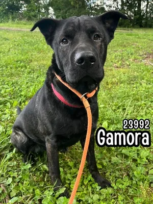 Gamora